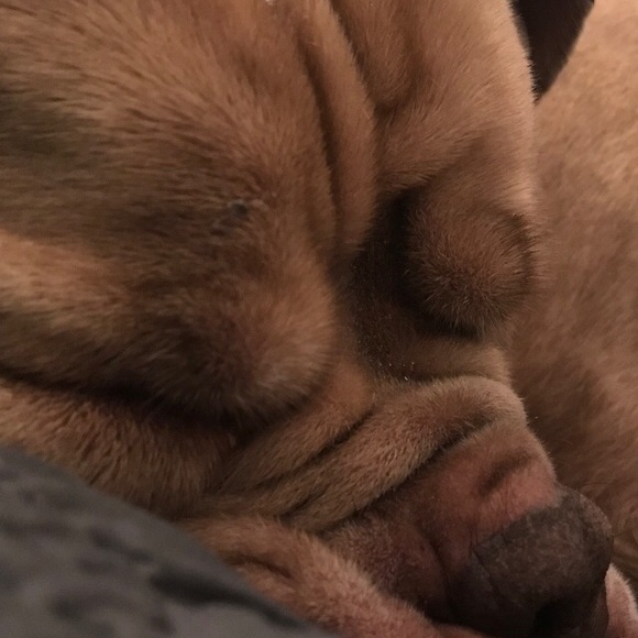 Meet your Posher, Ella - Picture 1 of 1